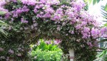 Purple flowers drape the entrance arbor – QE II Botanic Park, Grand&nbsp;Cayman