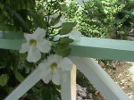 White blooms – QE II Botanic Park, Grand&nbsp;Cayman