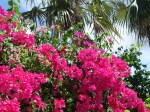 Bougainvillea – “Hell” – Grand&nbsp;Cayman