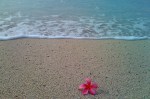 Plumeria on the beach – Oahu,&nbsp;HI