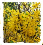 Forsythia