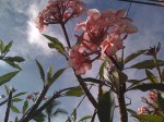 Plumeria Trees