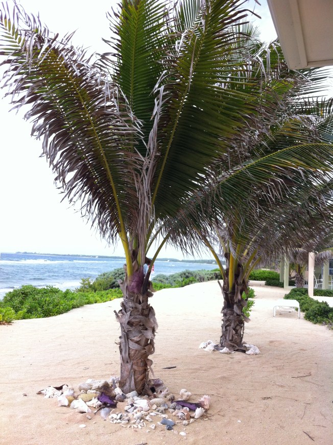 Palms by the sea...